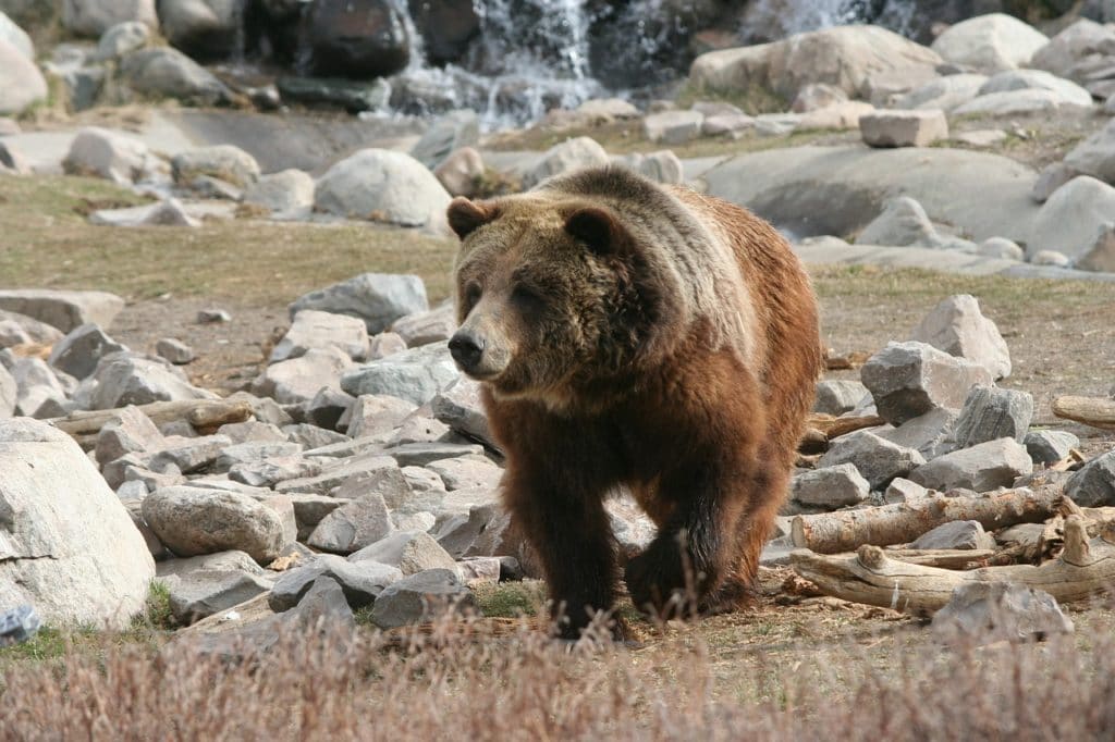grizzly, bear, yellowstone-386339.jpg