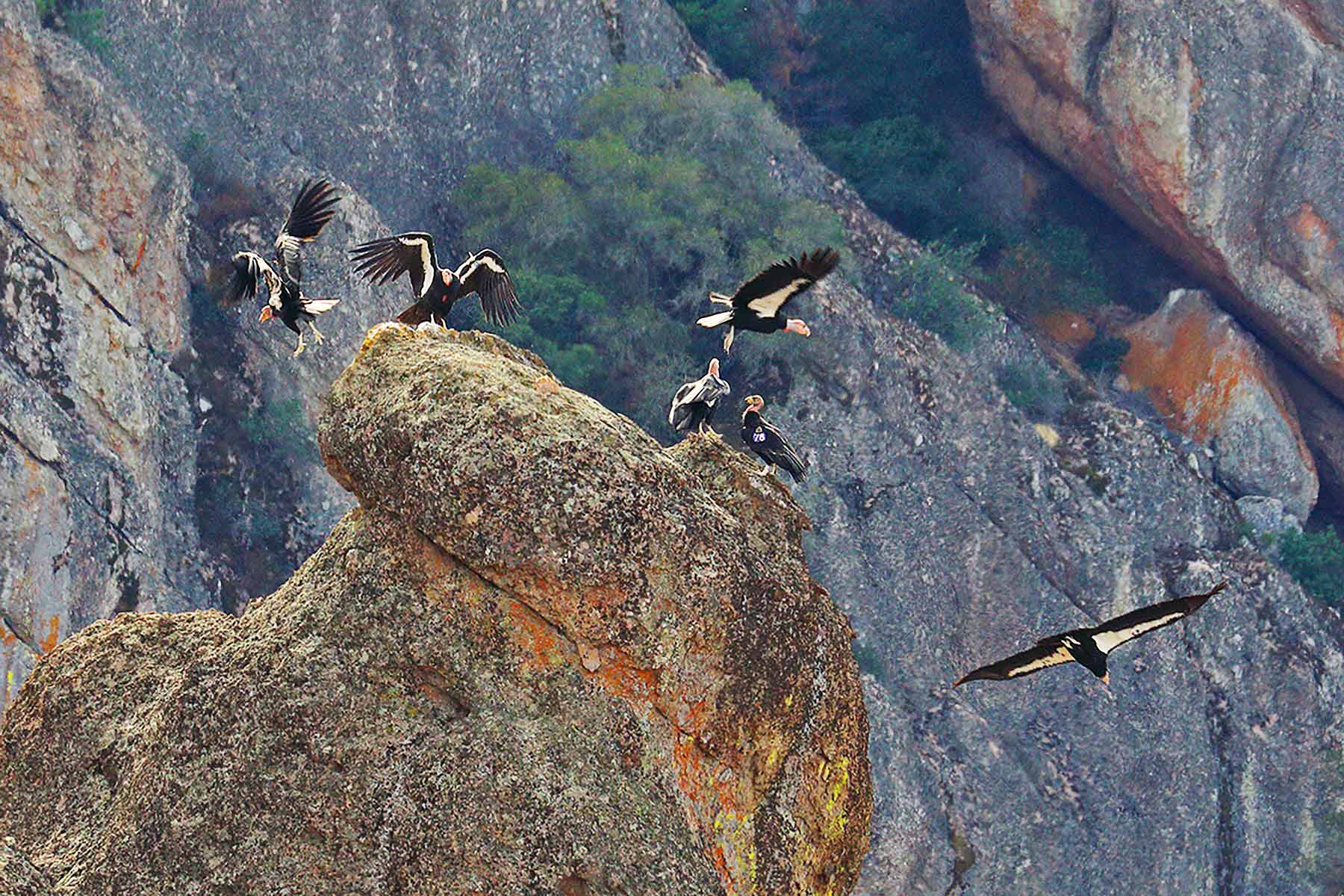 pinnacles national park california things to do condors
