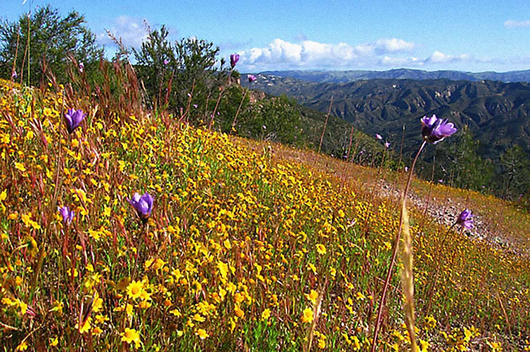 pinnacles national park california things to do wildflowers