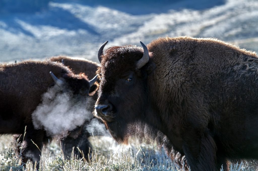 Wildlife at Yellowstone National Park | Idaho National Parks 