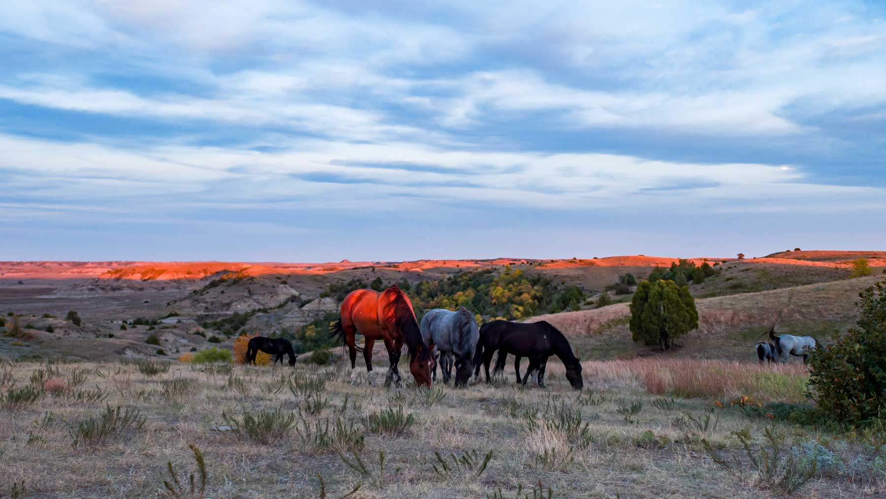 wild horses at theodore roosevelt national park north dakota