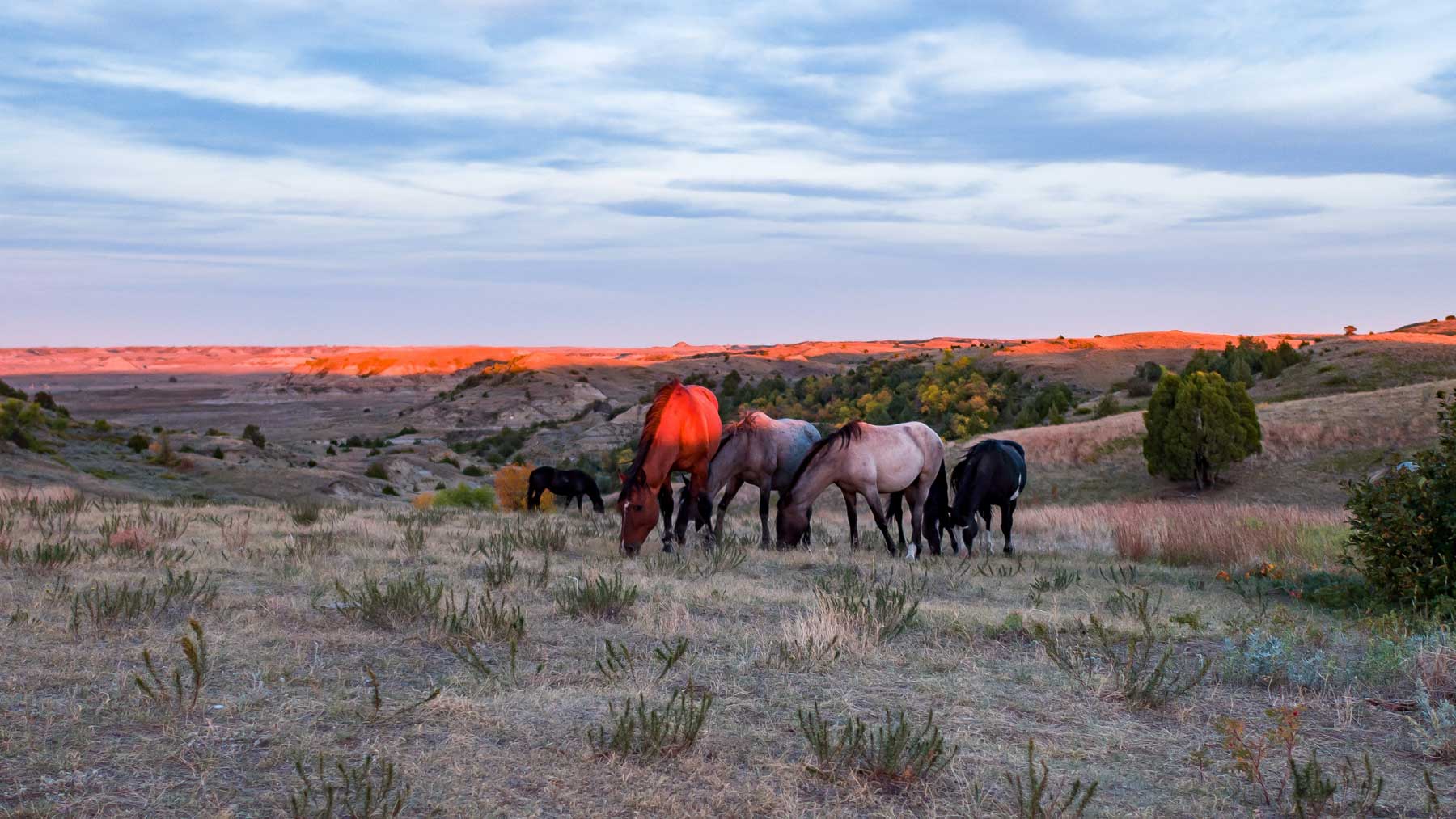 wild horses boicourt overlook theodore roosevelt national park