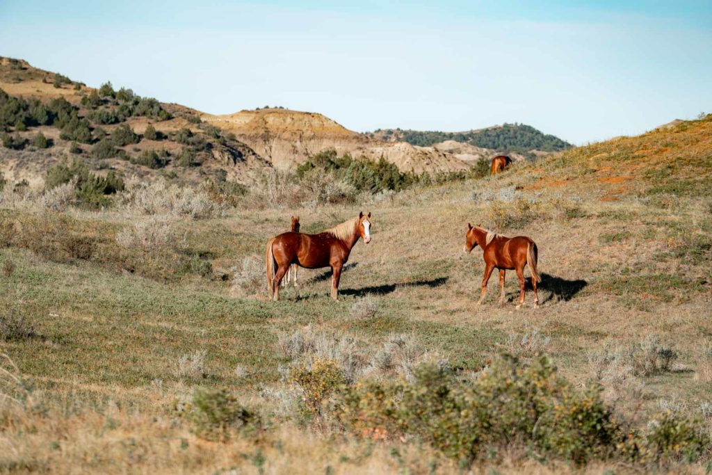 wild horses theodore roosevelt national park north dakota
