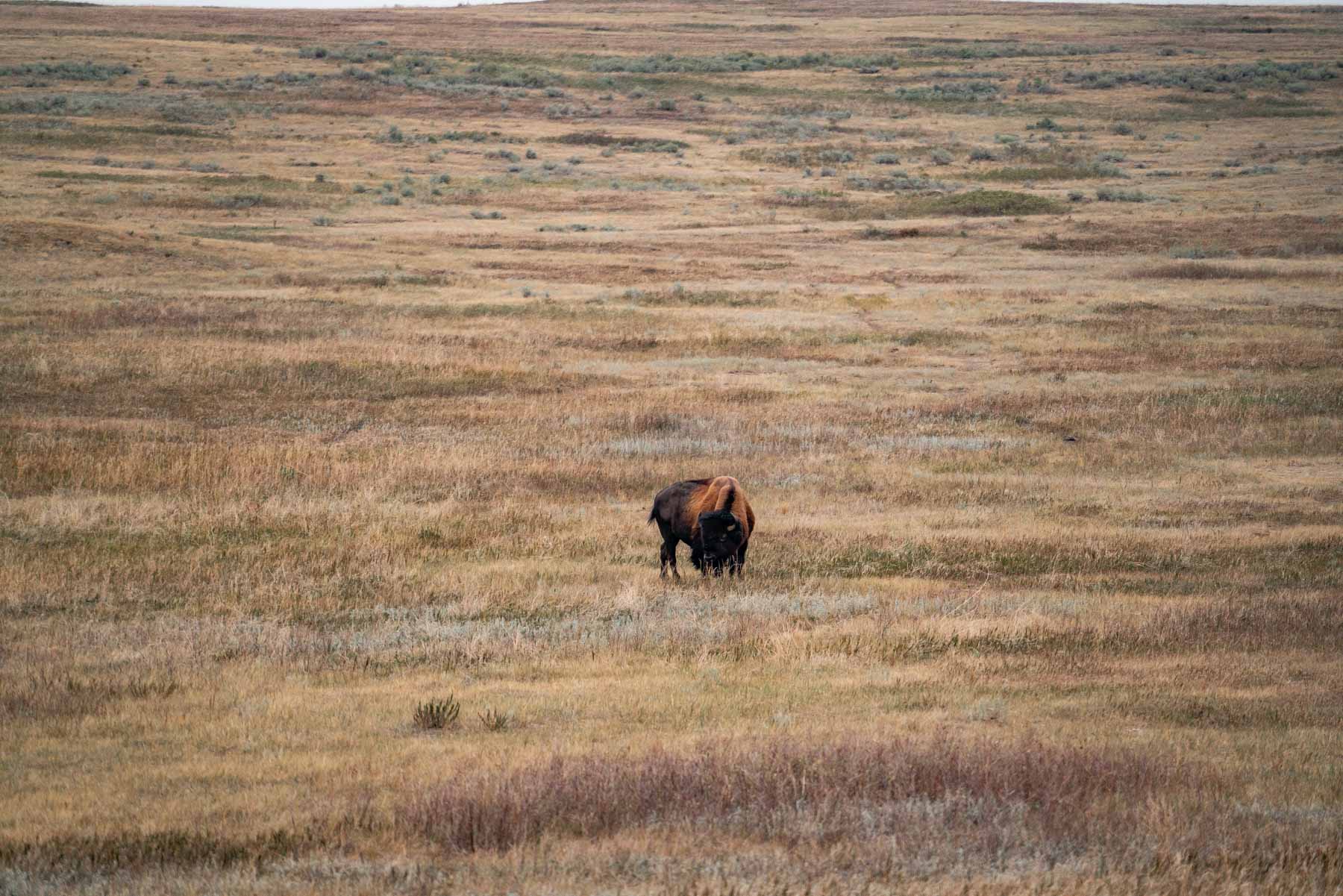 bison theodore roosevelt park
