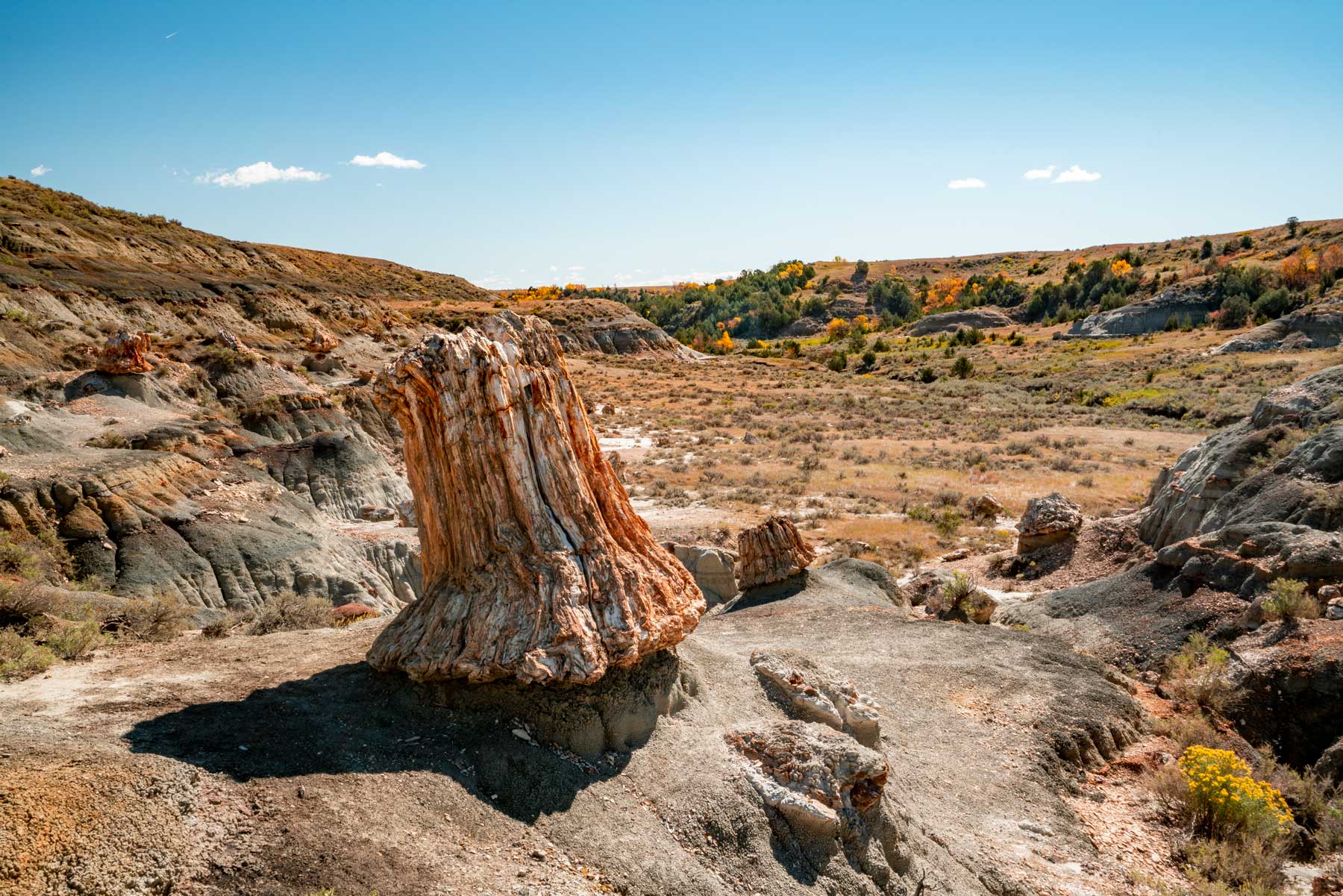 petrified forest trail theodore roosevelt national park