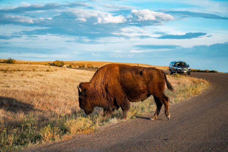 driving bison roads theodore roosevelt national park