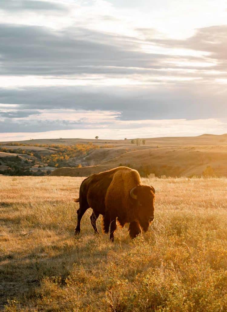 Theodore Roosevelt National Park is Insanely Beautiful (Photos + Video)