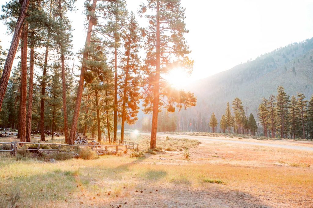 Ponderosa at sunset in the Frank Church.