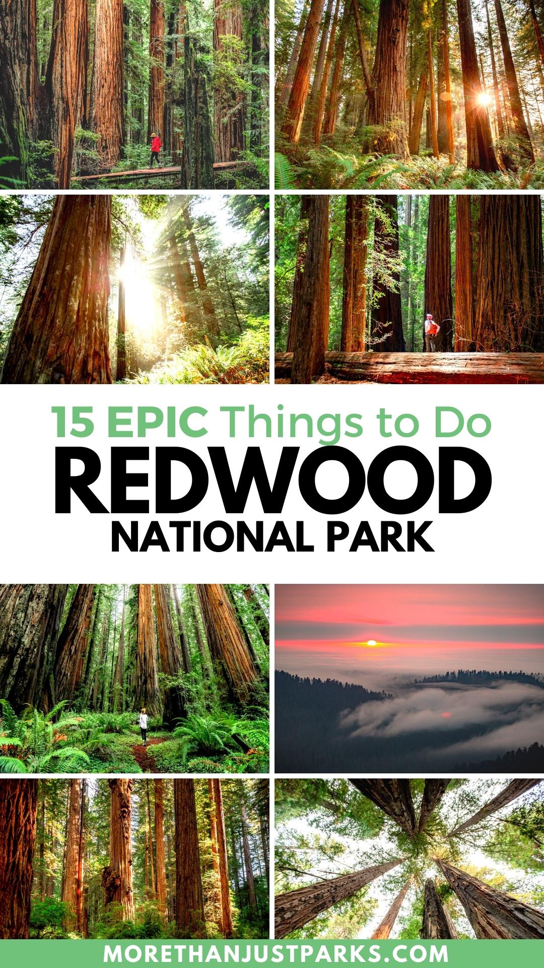 things to do redwood national park