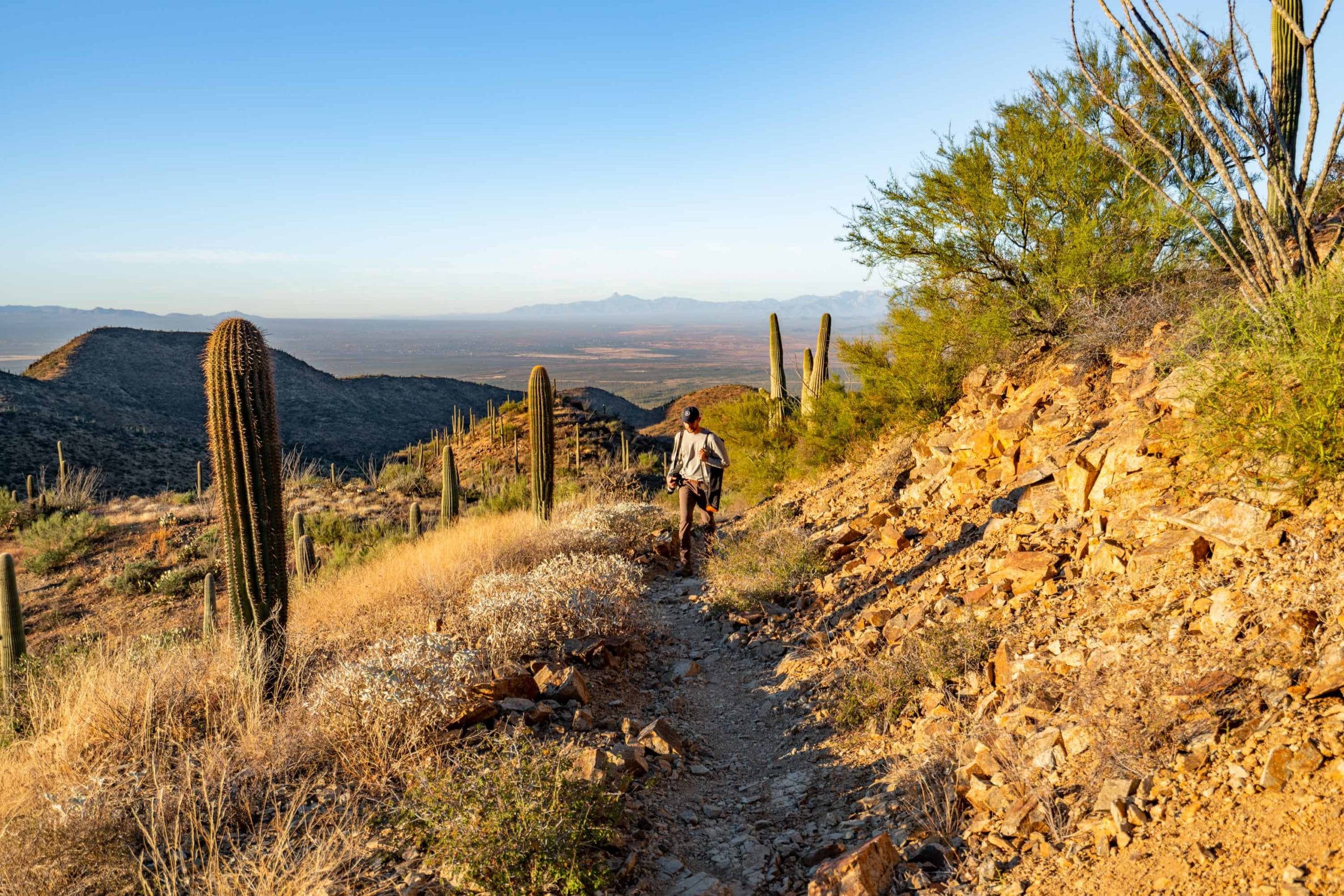 saguaro hiking