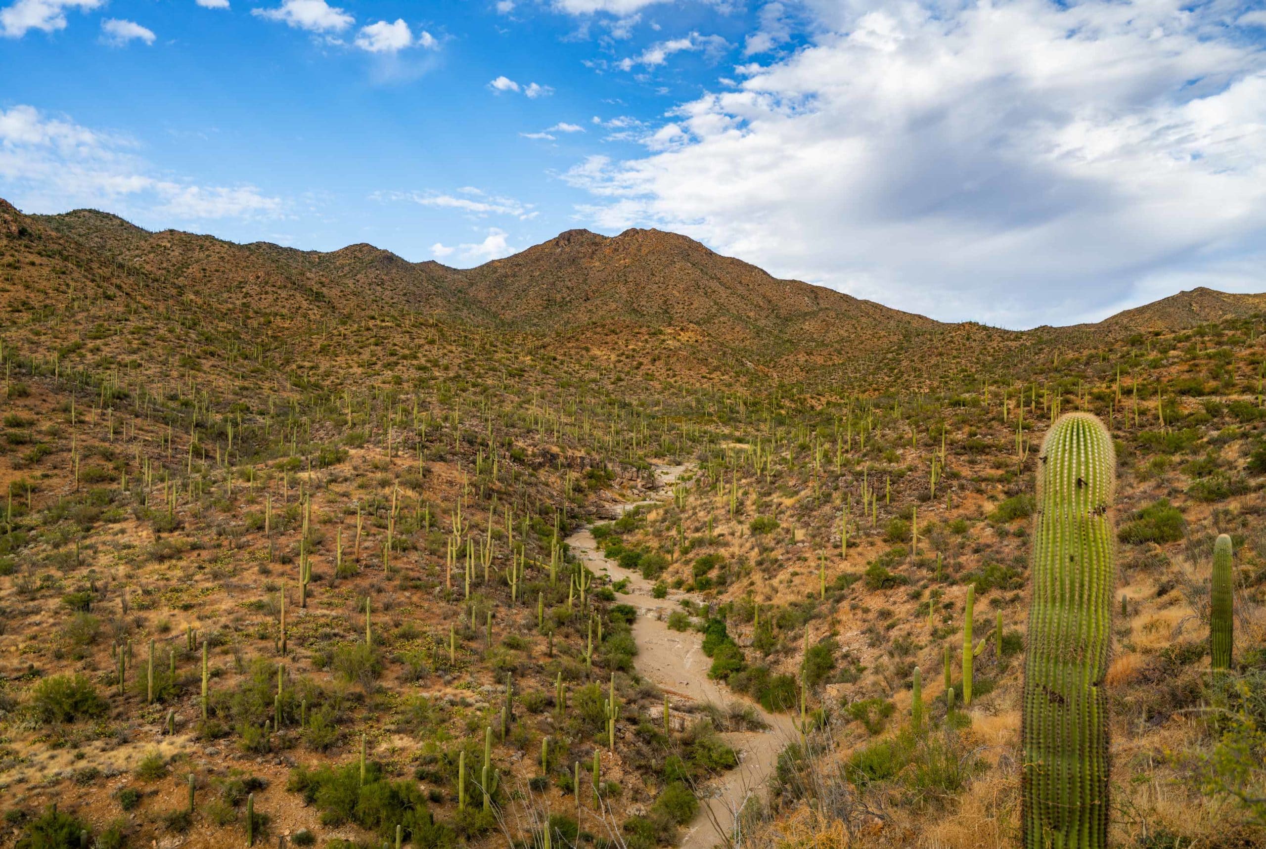 saguaro hikes