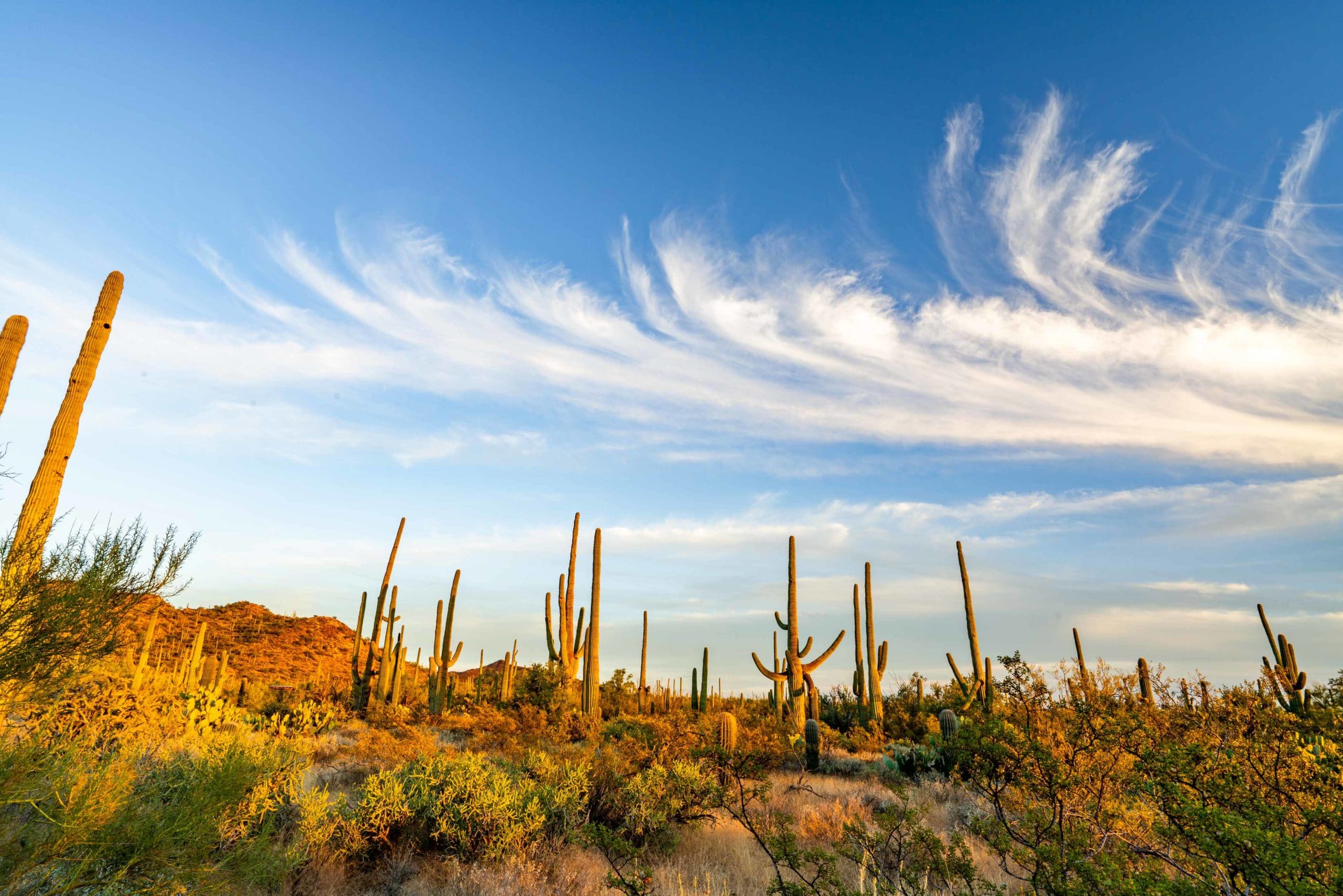 saguaro national park