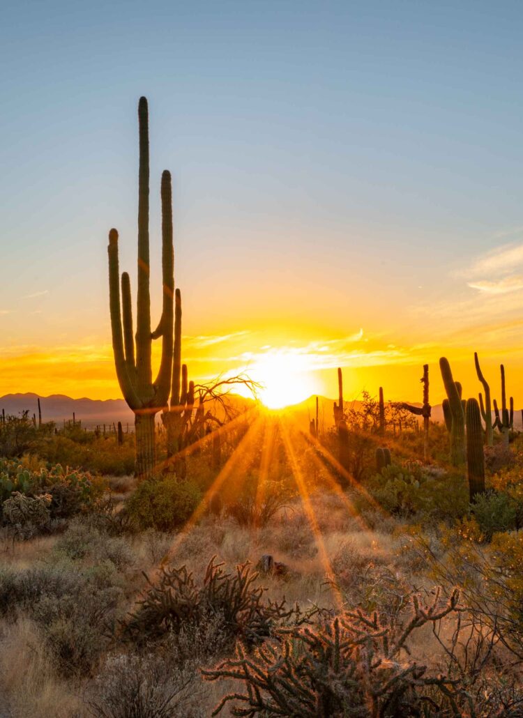 11 FASCINATING Facts About Saguaro National Park