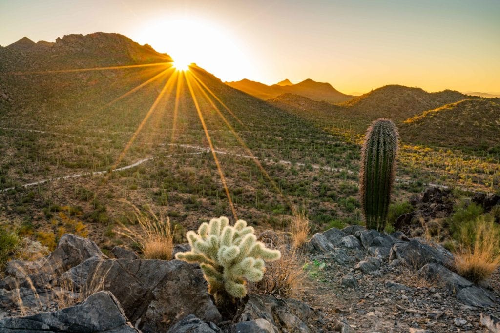 Saguaro National Park Sunrise