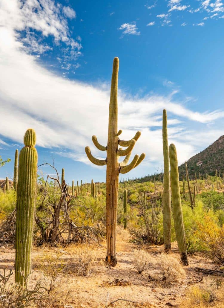 15 Amazing Things to Do in Saguaro National Park (+ Photos)