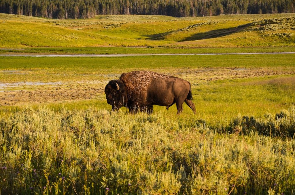bison, yellowstone, wyoming-1630310.jpg