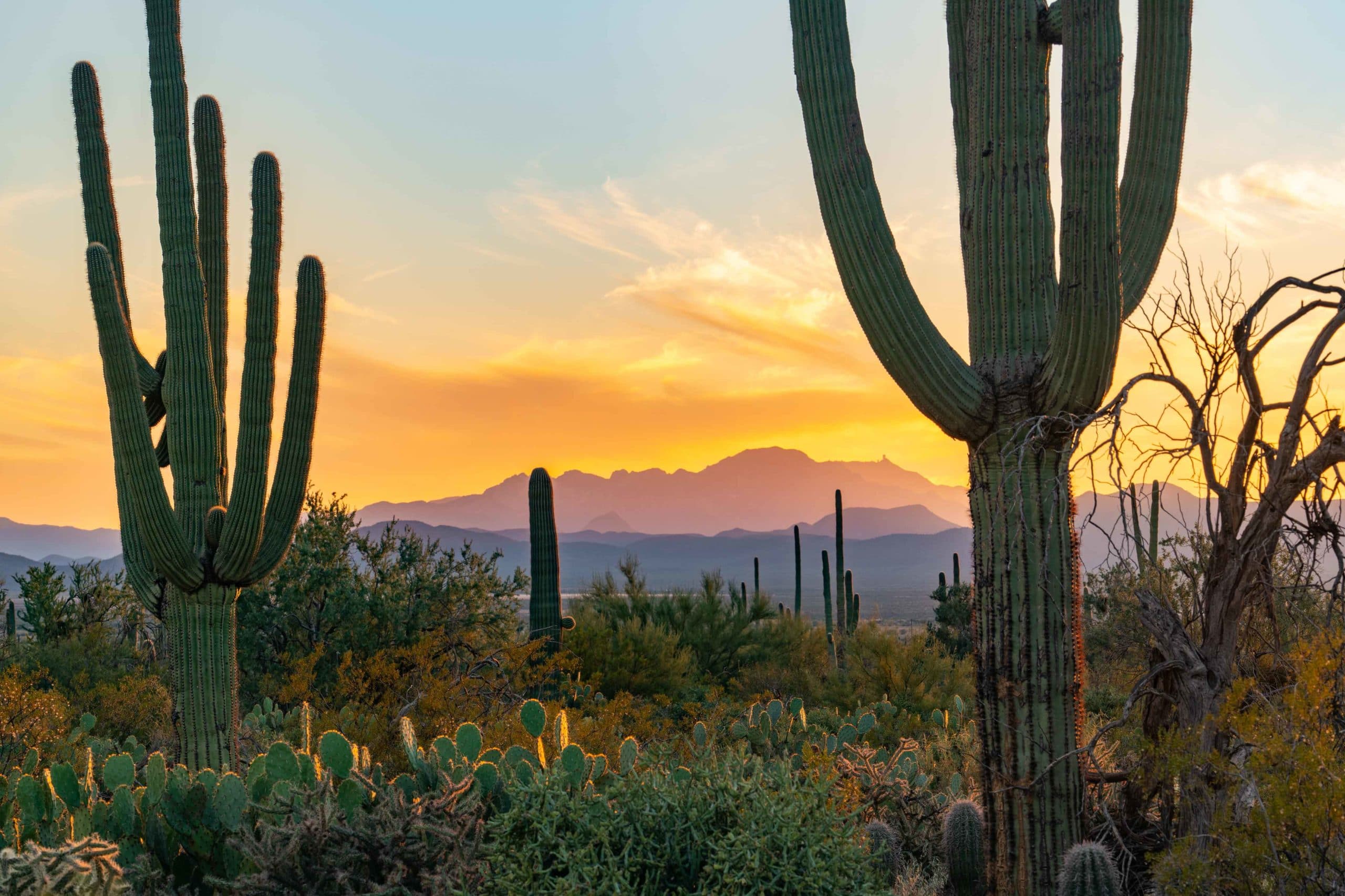 saguaro national park, national parks near phoenix
