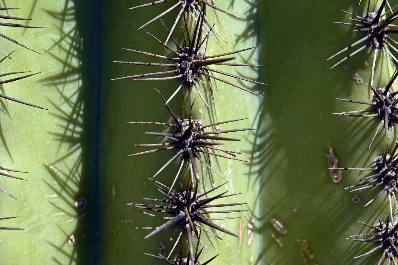 saguaro close up