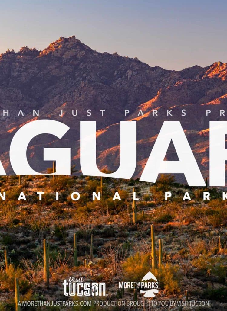 Saguaro National Park is the Southwest’s Best Kept Secret (Photos + Video)