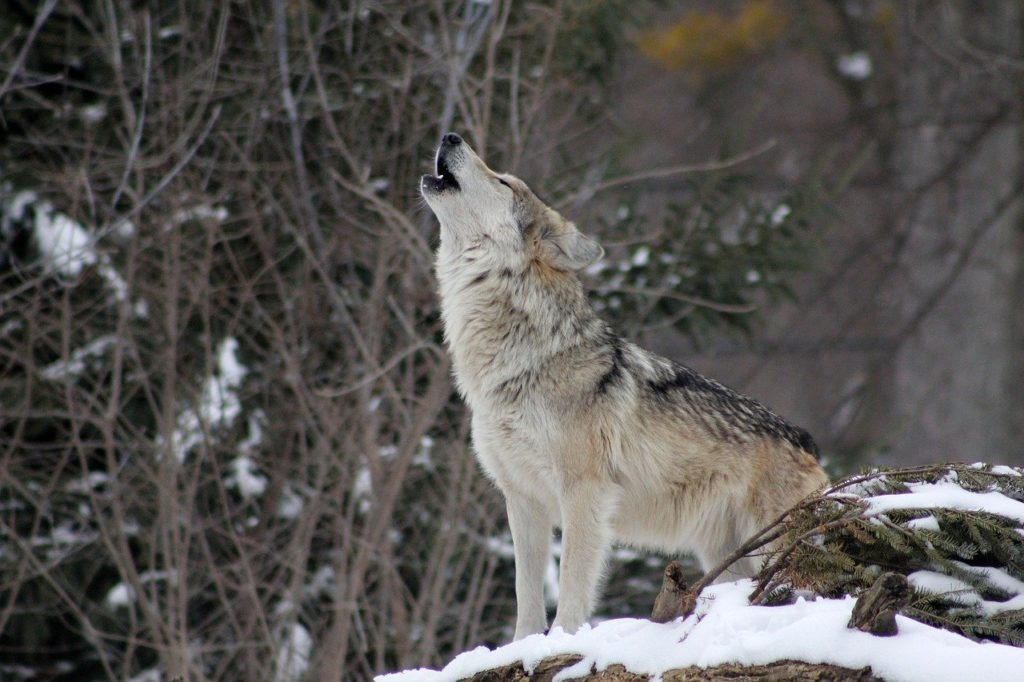 wolf, howling, animal-1992716.jpg