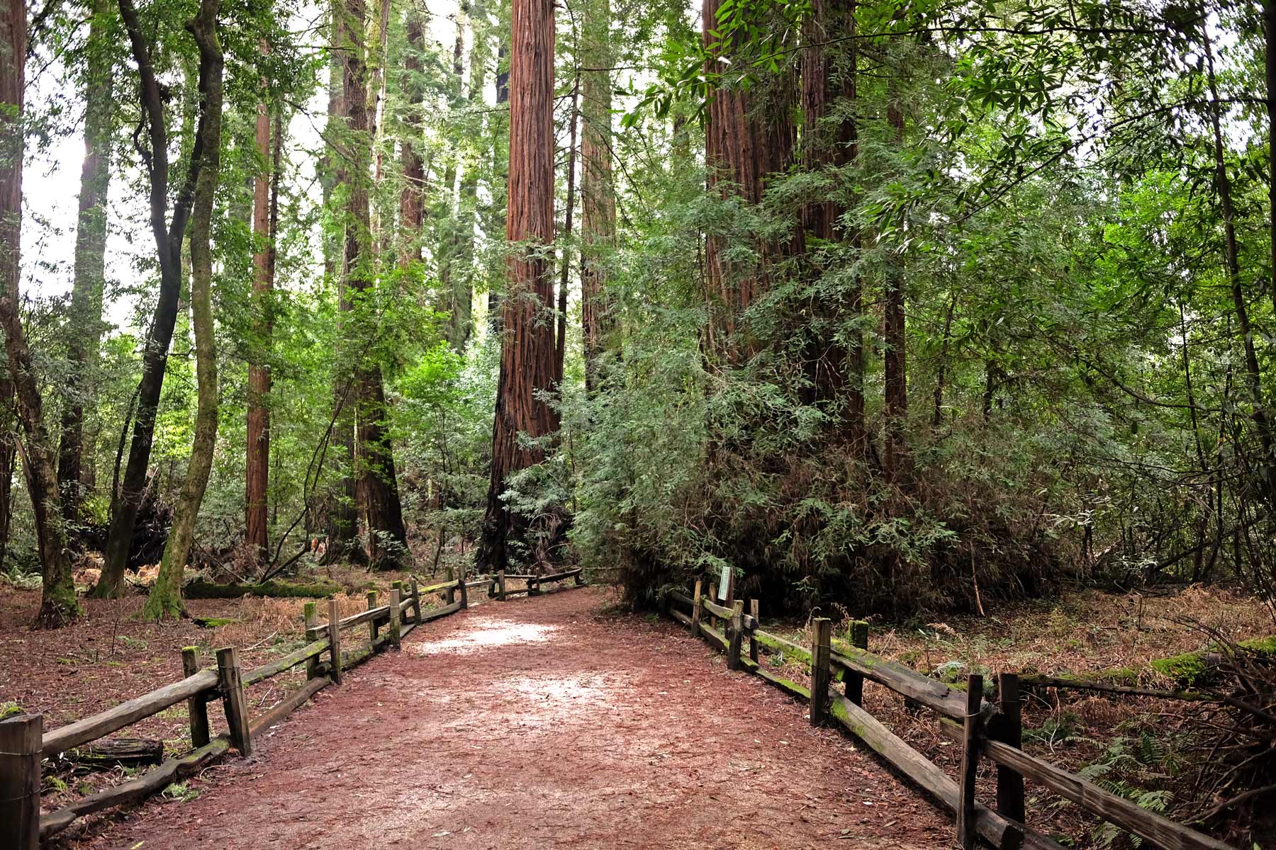 henry cowell redwoods state park