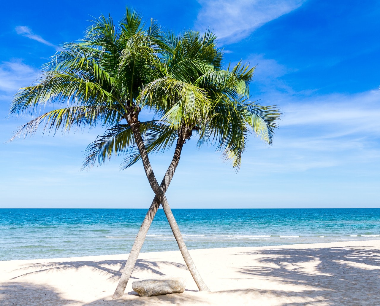 palm trees, beach, florida