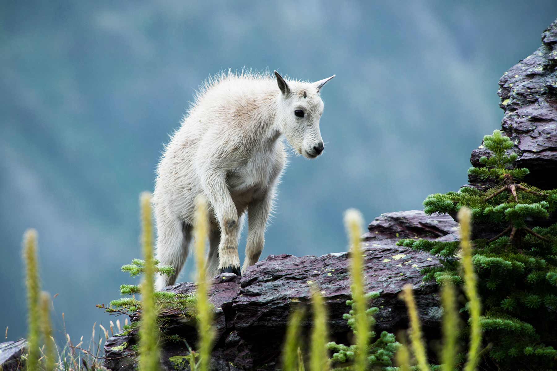mountain goat glacier national park