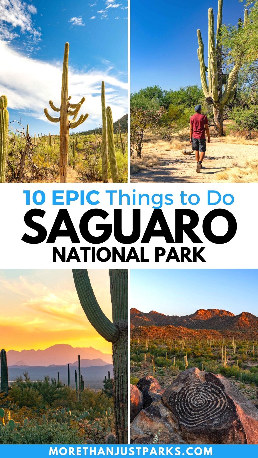 things to do saguaro national park