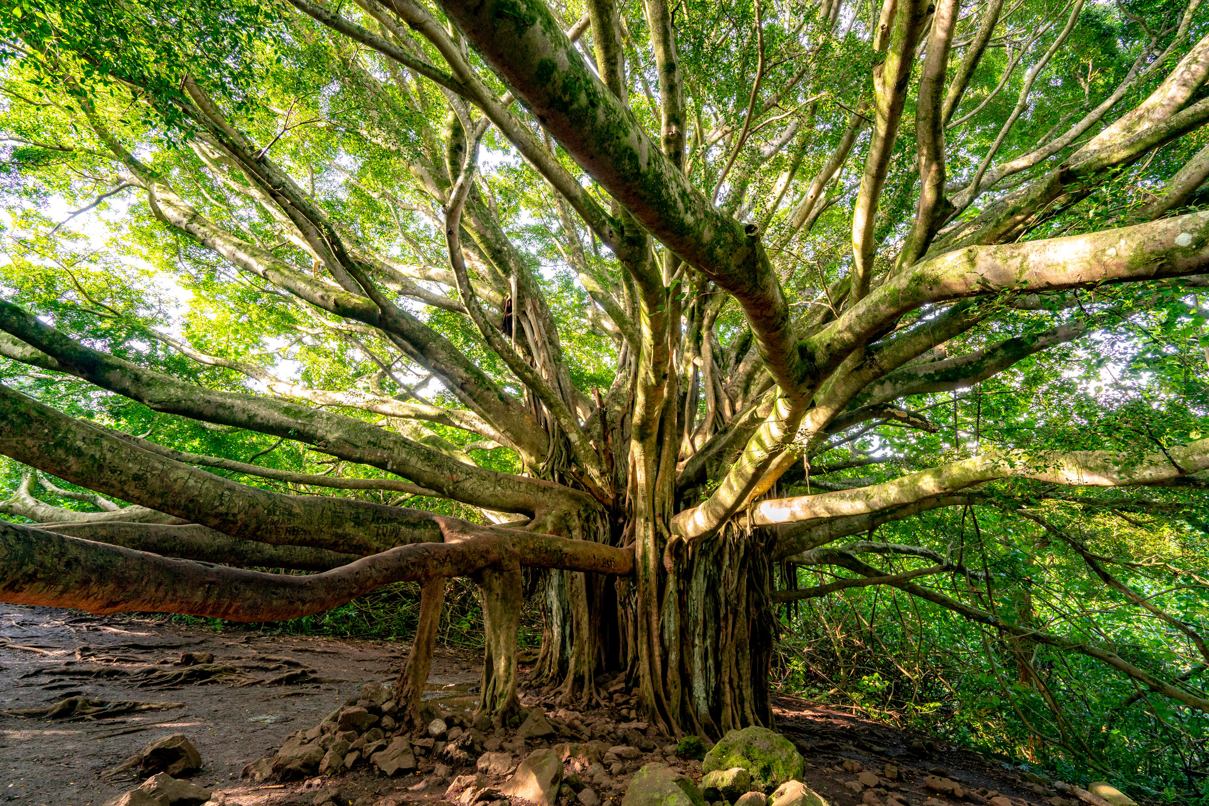 haleakala national park maui, pipiwai banyan tree