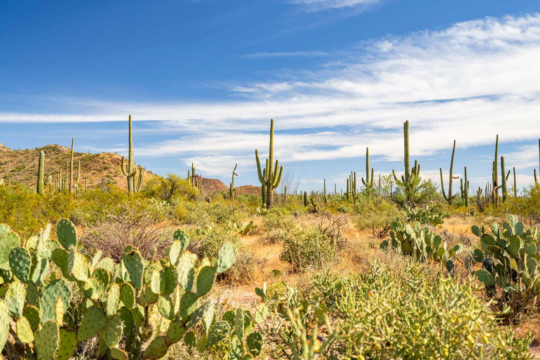 desert ecology trail, saguaro national park tucson arizona