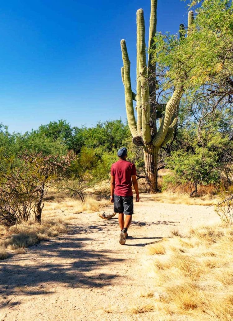 loma verde trail, saguaro national park tucson arizona