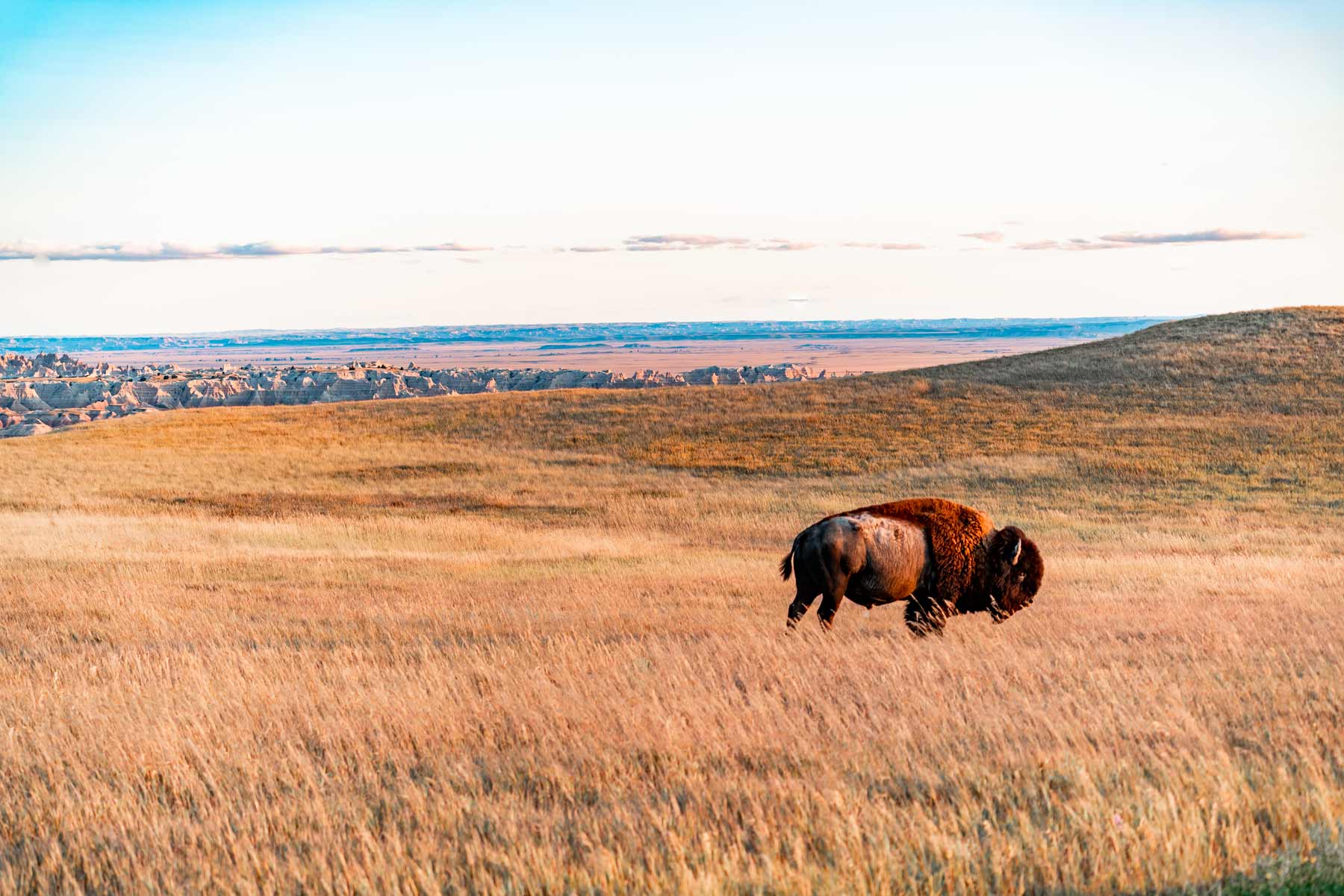bison badlands national park south dakota