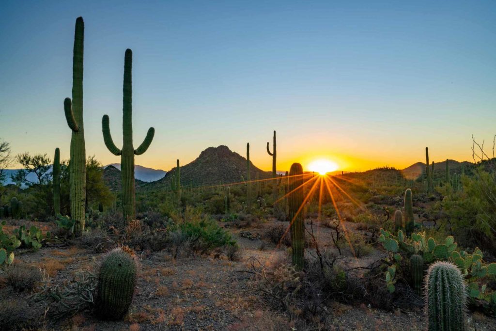 Saguaros at sunset.