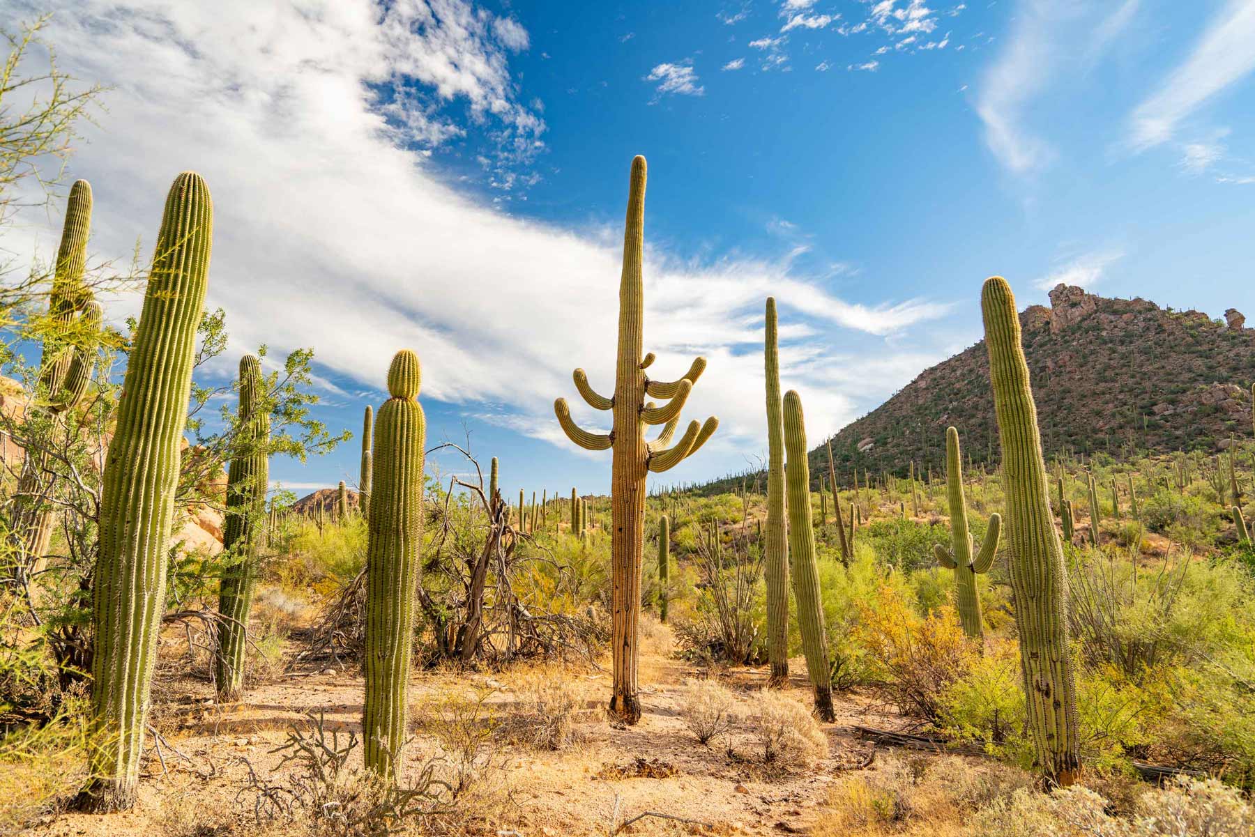 saguaro cactus, saguaro national park tucson arizona
