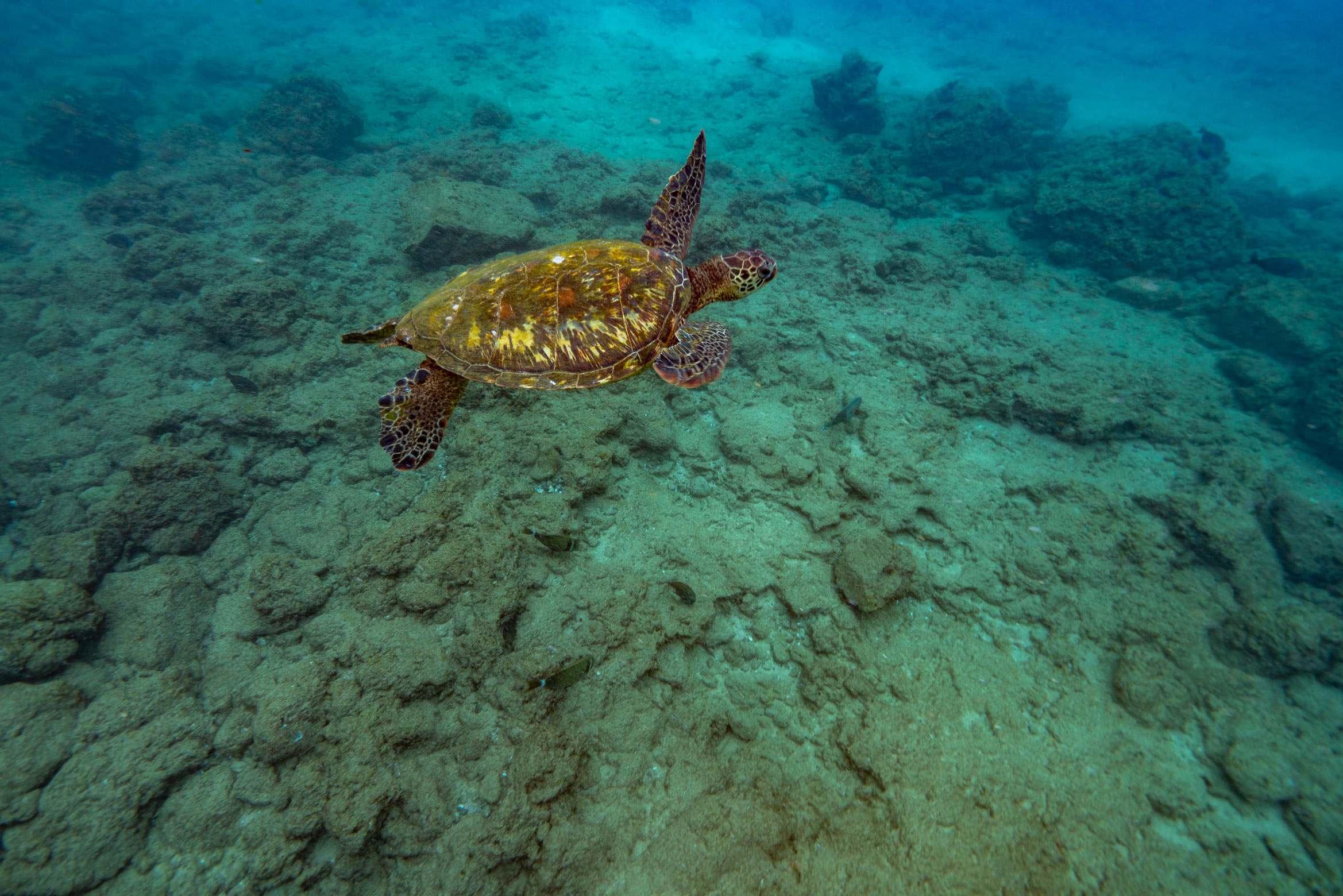 haleakala national park maui, sea turtles