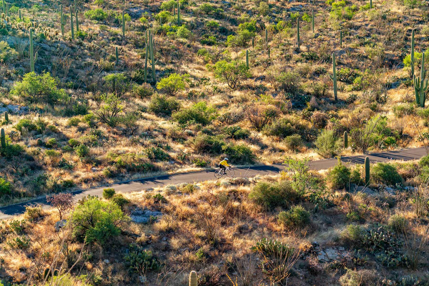 cactus forest drive, saguaro national park tucson arizona