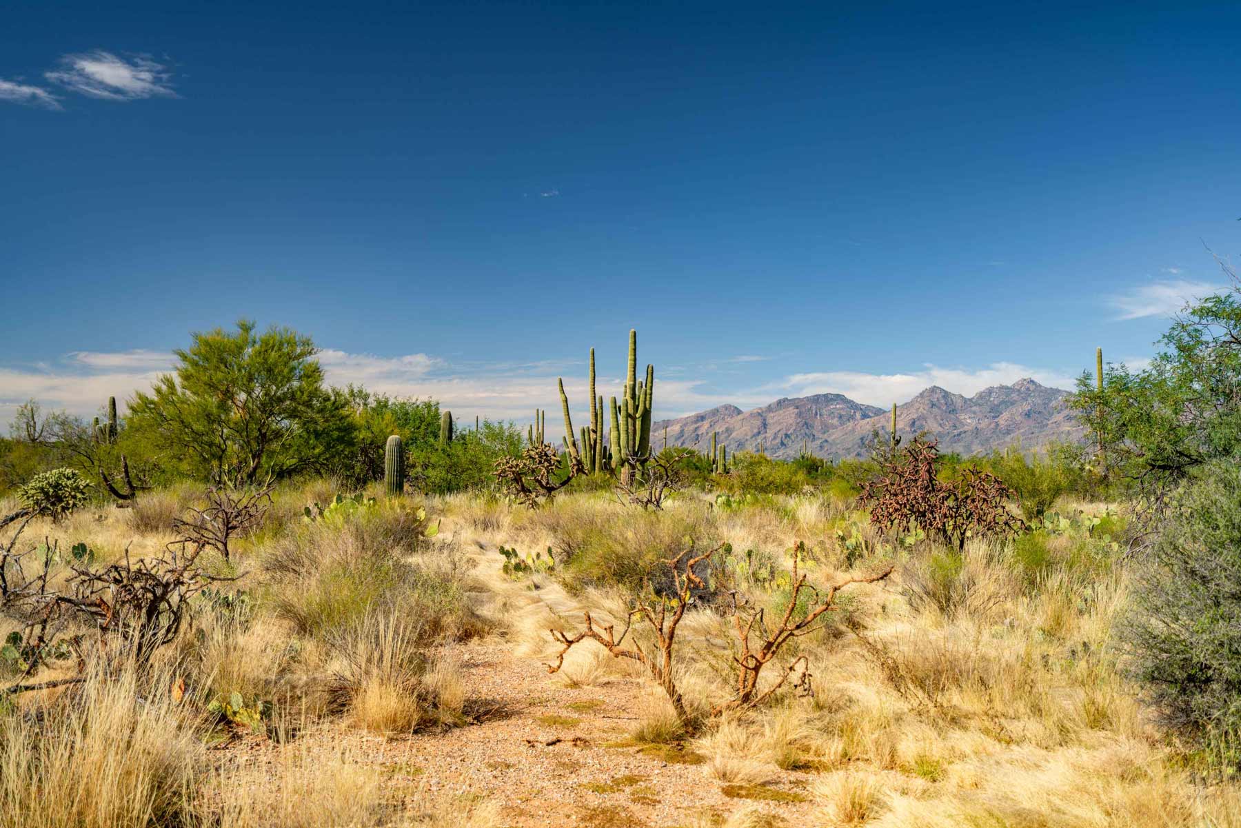 saguaro national park tucson arizona