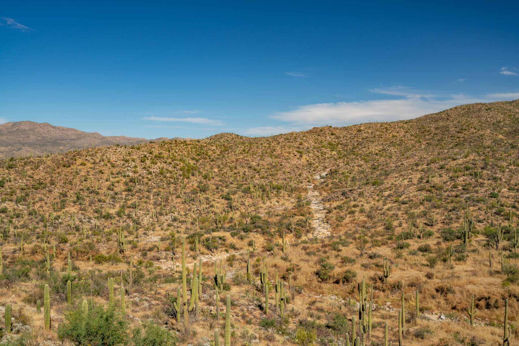 saguaro national park tucson arizona