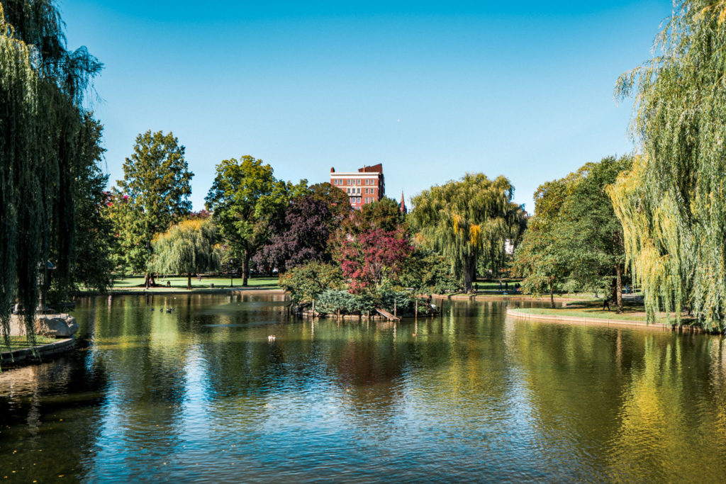 Willows and the first red maples around the lagoon in Boston Public Garden on a clear fall morning.
