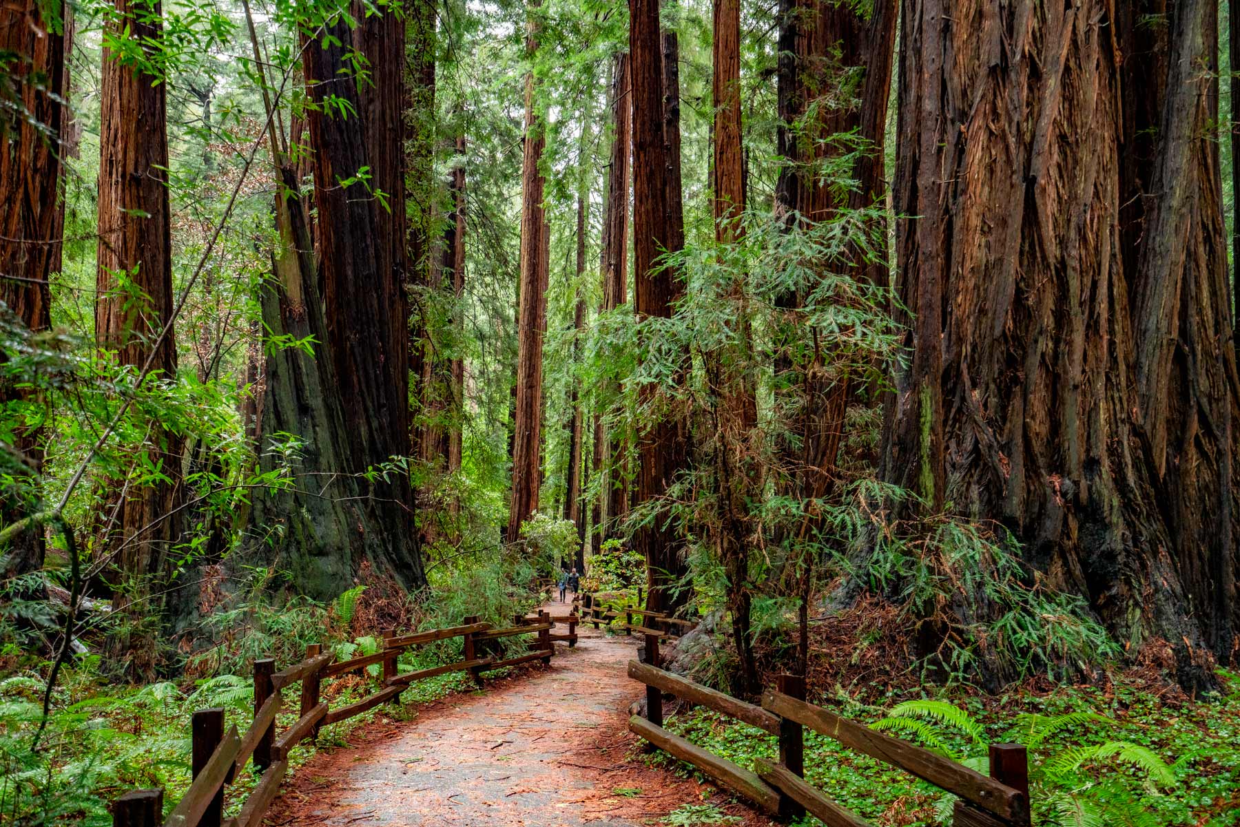 muir woods national monument california
