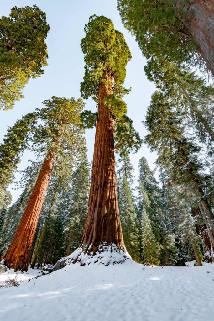 giant sequoia national monument california