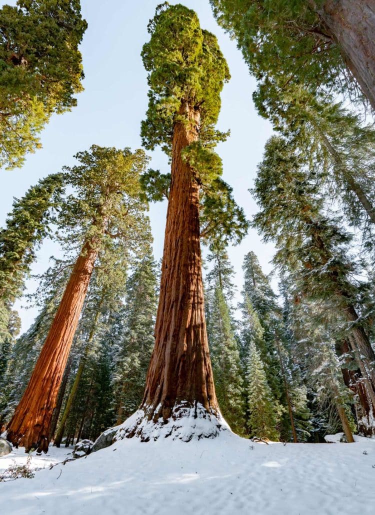 giant sequoia national monument california