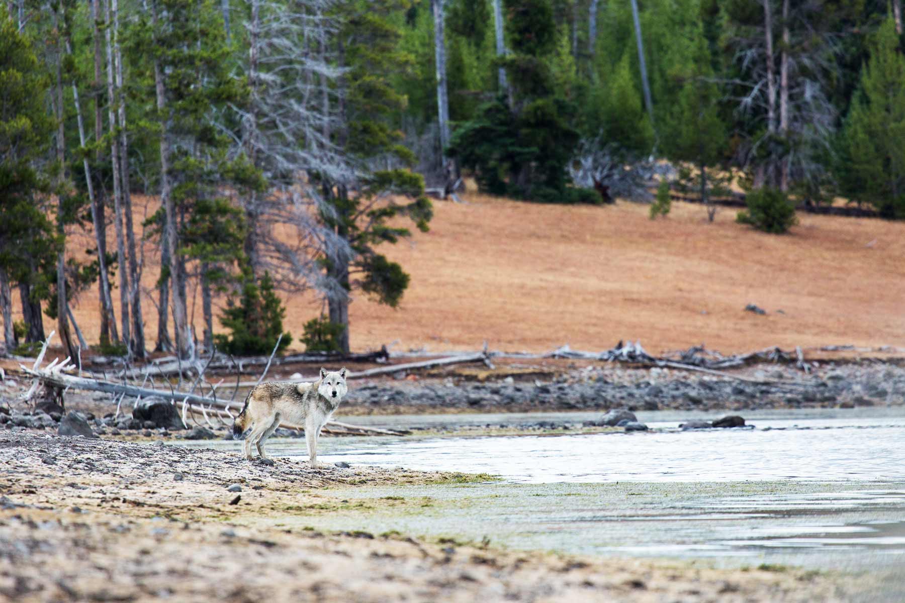 wolf at yellowstone national park, things to do yellowstone