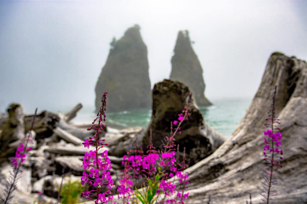 Olympic national park fun facts