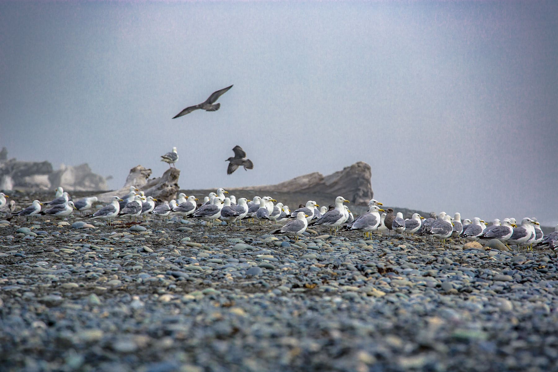 Top Things to Do in Olympic National Park