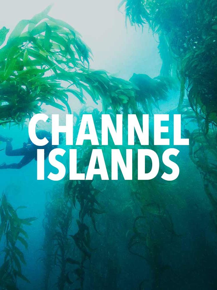 12 SURPRISING Channel Islands National Park Facts (Guide)