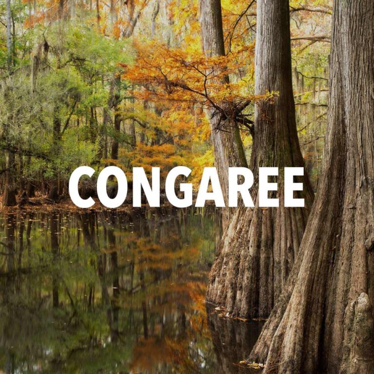 congaree national park
