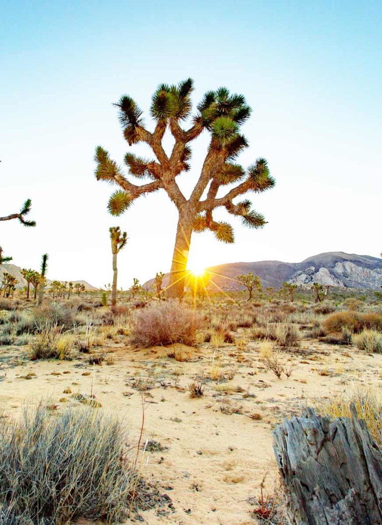 25 EPIC Things to Do at Joshua Tree National Park You Can’t Miss