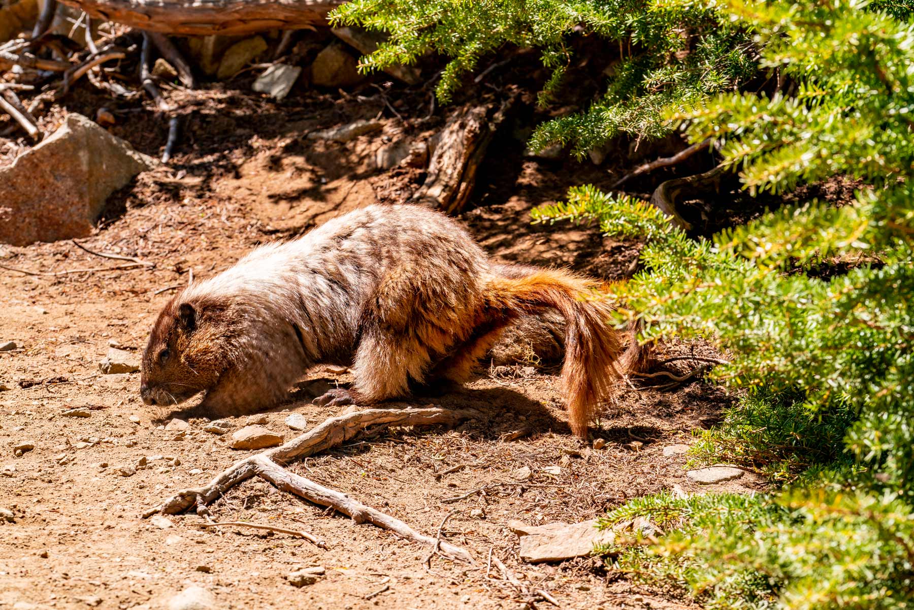 marmot pinnacle peak trail paradise mt rainier national park
