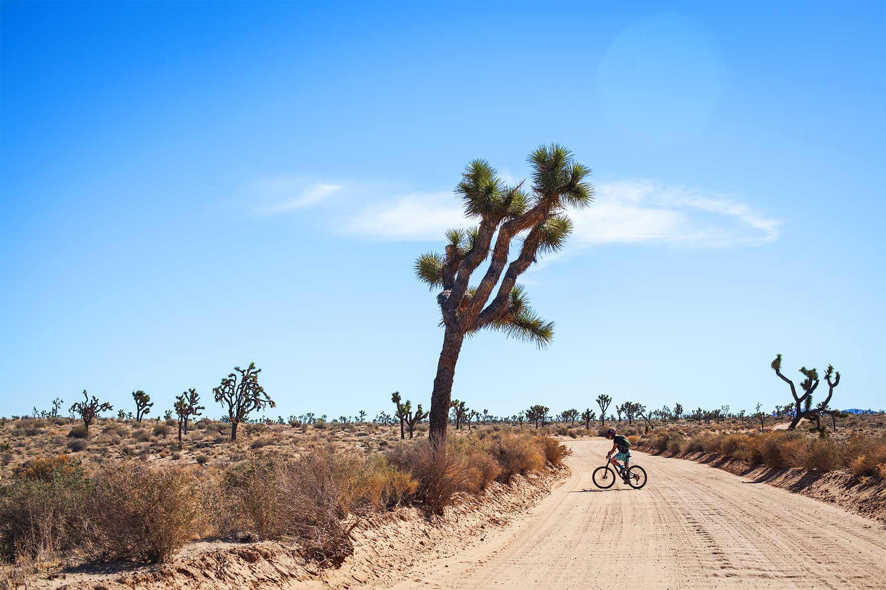 25 EPIC Things to Do at Joshua Tree National Park You Can't Miss